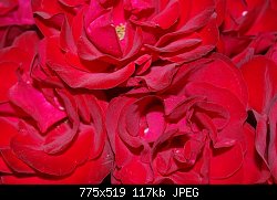 Нажмите на изображение для увеличения
Название: розы.jpg
Просмотров: 254
Размер:	117.2 Кб
ID:	58426