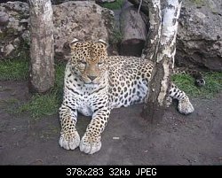 Нажмите на изображение для увеличения
Название: leopard.jpg
Просмотров: 767
Размер:	32.3 Кб
ID:	6564