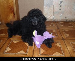 Нажмите на изображение для увеличения
Название: P1273048.jpg
Просмотров: 247
Размер:	541.9 Кб
ID:	66514