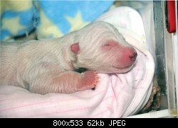 Нажмите на изображение для увеличения
Название: polar-bear-baby.jpg
Просмотров: 722
Размер:	61.5 Кб
ID:	69532