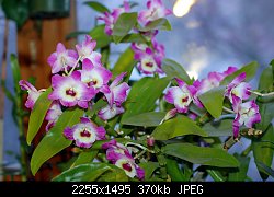 Нажмите на изображение для увеличения
Название: DSC_1006-1.jpg
Просмотров: 396
Размер:	369.7 Кб
ID:	70972
