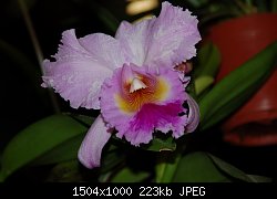 Нажмите на изображение для увеличения
Название: DSC_0002-1.jpg
Просмотров: 174
Размер:	222.7 Кб
ID:	71157