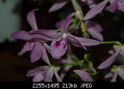Нажмите на изображение для увеличения
Название: DSC_0296.jpg
Просмотров: 178
Размер:	213.0 Кб
ID:	71170