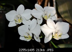 Нажмите на изображение для увеличения
Название: DSC_0004.jpg
Просмотров: 165
Размер:	213.2 Кб
ID:	71377