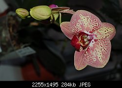 Нажмите на изображение для увеличения
Название: DSC_1013.jpg
Просмотров: 195
Размер:	283.5 Кб
ID:	71382