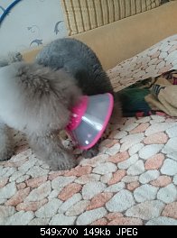 Нажмите на изображение для увеличения
Название: форти воротник2.jpg
Просмотров: 515
Размер:	149.2 Кб
ID:	73628
