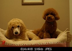Нажмите на изображение для увеличения
Название: DSC040051111.jpg
Просмотров: 967
Размер:	106.2 Кб
ID:	75997