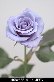 Нажмите на изображение для увеличения
Название: 1256190789_blue-rose-02.jpg
Просмотров: 206
Размер:	40.7 Кб
ID:	76509