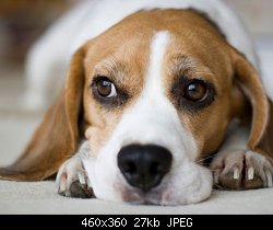 Нажмите на изображение для увеличения
Название: beagle-housing-market-lg.jpg
Просмотров: 367
Размер:	26.9 Кб
ID:	77141