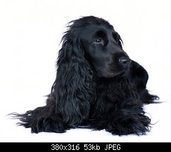 Нажмите на изображение для увеличения
Название: Anglijskij_koker-spaniel_schenki.jpg
Просмотров: 398
Размер:	53.3 Кб
ID:	77142