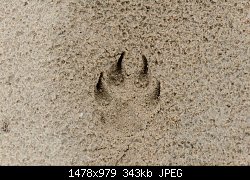 Нажмите на изображение для увеличения
Название: Resize of DSC_0274.jpg
Просмотров: 155
Размер:	343.4 Кб
ID:	77824