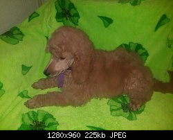 Нажмите на изображение для увеличения
Название: image-9f2563b1104ef5e7aae7fe384b1caec72b83088ced74bd0cc772a71e652e9b4d-V.jpg
Просмотров: 268
Размер:	225.2 Кб
ID:	79573
