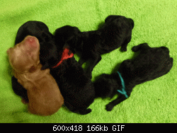 Нажмите на изображение для увеличения
Название: P1120841.gif
Просмотров: 158
Размер:	166.2 Кб
ID:	81368