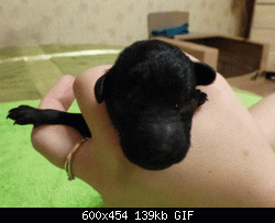 Нажмите на изображение для увеличения
Название: P1120844.gif
Просмотров: 159
Размер:	139.5 Кб
ID:	81369