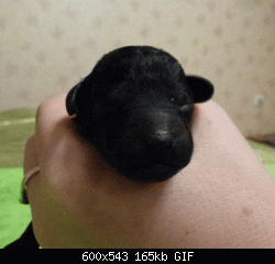 Нажмите на изображение для увеличения
Название: P1120846.gif
Просмотров: 158
Размер:	165.4 Кб
ID:	81370