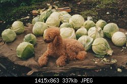 Нажмите на изображение для увеличения
Название: Scan10010.jpg
Просмотров: 249
Размер:	337.3 Кб
ID:	83727