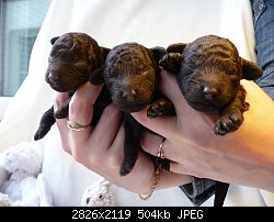 Нажмите на изображение для увеличения
Название: P1040266.jpg
Просмотров: 312
Размер:	504.1 Кб
ID:	89398