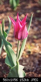 Нажмите на изображение для увеличения
Название: tulip(1).jpg
Просмотров: 488
Размер:	152.3 Кб
ID:	5486