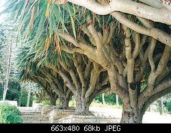 Нажмите на изображение для увеличения
Название: trees in park rotshild.jpg
Просмотров: 1490
Размер:	67.9 Кб
ID:	5443