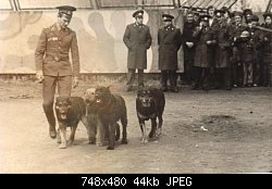 Нажмите на изображение для увеличения
Название: park gorkogo krasnay zvezsda kennel.jpg
Просмотров: 598
Размер:	43.6 Кб
ID:	15077