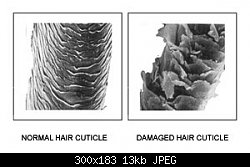 Нажмите на изображение для увеличения
Название: hair_cuticle.jpg
Просмотров: 216
Размер:	12.8 Кб
ID:	67658
