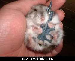 Нажмите на изображение для увеличения
Название: guerilla_hamster.jpg
Просмотров: 269
Размер:	17.2 Кб
ID:	6999