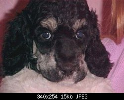 Нажмите на изображение для увеличения
Название: phantom puppy_face_kitsue poodles.jpg
Просмотров: 368
Размер:	14.8 Кб
ID:	65500