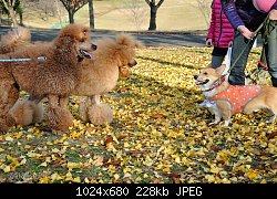 Нажмите на изображение для увеличения
Название: 2013-12-07-Kasuga-Park-(23)-1024.jpg
Просмотров: 171
Размер:	227.7 Кб
ID:	71836