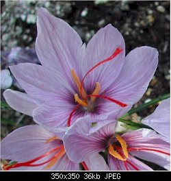 Нажмите на изображение для увеличения
Название: saffron crocus.jpg
Просмотров: 266
Размер:	35.7 Кб
ID:	25320