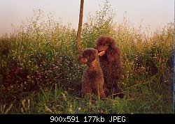 Нажмите на изображение для увеличения
Название: пудель3.jpg
Просмотров: 1946
Размер:	176.8 Кб
ID:	5643