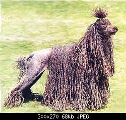 Нажмите на изображение для увеличения
Название: corded poodle.jpg
Просмотров: 840
Размер:	68.4 Кб
ID:	21160