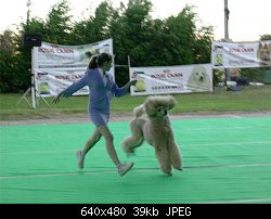 Нажмите на изображение для увеличения
Название: sunny flying in the ring at inter show mayaan harod 231004.jpg
Просмотров: 585
Размер:	39.1 Кб
ID:	22594