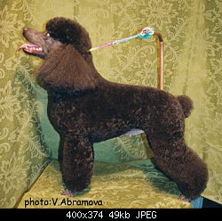 Нажмите на изображение для увеличения
Название: poodle alfa after[1].jpg
Просмотров: 426
Размер:	49.3 Кб
ID:	44895