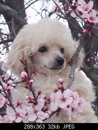 Нажмите на изображение для увеличения
Название: rodney_cherry_blossoms_1.jpg
Просмотров: 301
Размер:	31.5 Кб
ID:	26084