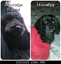 Нажмите на изображение для увеличения
Название: PhotoGrid_1447790952904.jpg
Просмотров: 341
Размер:	132.9 Кб
ID:	79578