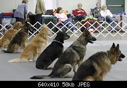 Нажмите на изображение для увеличения
Название: dog_show_obey_t640.jpg
Просмотров: 229
Размер:	57.9 Кб
ID:	69759