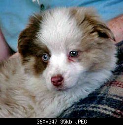 Нажмите на изображение для увеличения
Название: australian-shepherd-0138.jpg
Просмотров: 405
Размер:	34.6 Кб
ID:	13699