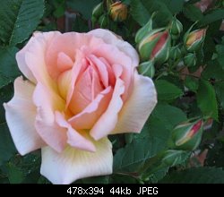 Нажмите на изображение для увеличения
Название: tea rose_2007.jpg
Просмотров: 281
Размер:	43.7 Кб
ID:	52694