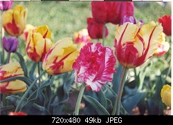 Нажмите на изображение для увеличения
Название: tulip-s.jpg
Просмотров: 223
Размер:	49.0 Кб
ID:	29693