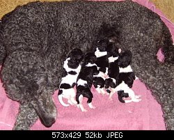 Нажмите на изображение для увеличения
Название: mather w pups_arlekin.jpg
Просмотров: 285
Размер:	52.2 Кб
ID:	55052