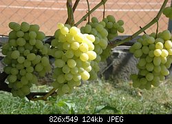 Нажмите на изображение для увеличения
Название: виноград-1.jpg
Просмотров: 435
Размер:	124.2 Кб
ID:	55878