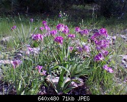 Нажмите на изображение для увеличения
Название: violet flowers 2 in park rotshild.jpg
Просмотров: 447
Размер:	71.5 Кб
ID:	5630