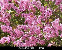 Нажмите на изображение для увеличения
Название: israel flowers 3.jpg
Просмотров: 225
Размер:	92.0 Кб
ID:	5353