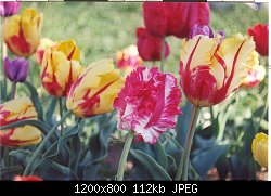 Нажмите на изображение для увеличения
Название: tulip.jpg
Просмотров: 208
Размер:	112.3 Кб
ID:	5363