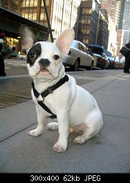 Нажмите на изображение для увеличения
Название: finneganfrenchbulldog1.jpg
Просмотров: 393
Размер:	61.6 Кб
ID:	52983