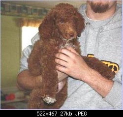 Нажмите на изображение для увеличения
Название: Red_w brown nose__Lowpoodle_kennel.JPG
Просмотров: 223
Размер:	26.8 Кб
ID:	73784