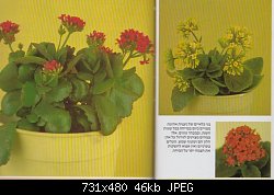 Нажмите на изображение для увеличения
Название: kalanchoe - from hebrew flower book.jpg
Просмотров: 490
Размер:	45.9 Кб
ID:	5465