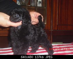 Нажмите на изображение для увеличения
Название: Fuzzie and laura's pups nearly 2 months 024.jpg
Просмотров: 213
Размер:	136.7 Кб
ID:	71677