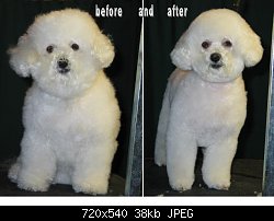 Нажмите на изображение для увеличения
Название: bichon_after_before.jpg
Просмотров: 7203
Размер:	37.6 Кб
ID:	10524