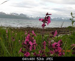 Нажмите на изображение для увеличения
Название: norway flowers.jpg
Просмотров: 223
Размер:	51.8 Кб
ID:	52020